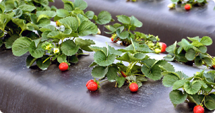 upload/1c/202508/Biodegradable Agricultural Film.jpg